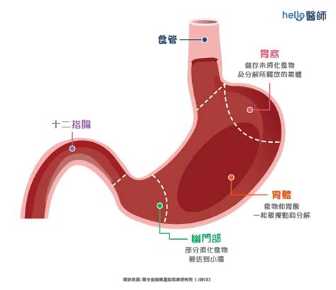 胃功能|胃